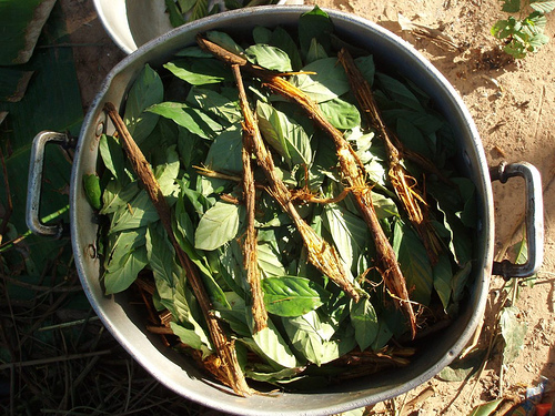 Ayahuasca y chacruna (Awkipuma, Wikipedia)